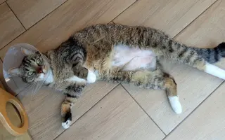 Pomozte Luciferovi s operací a léčbou