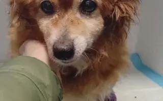 Pomoc opuštěným psím stařečkům