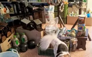 POMOC PRO FOXÍČKA, ASPENA A TAFFY-JACKA