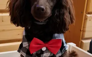 Elektrický pohon k vozíku pro Evu s DMO