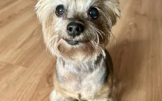 Pomozte Kessynce znovu se postavit na všechny čtyři 🐾