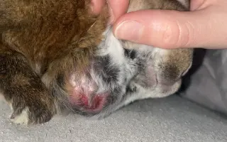 Pomoc pro králíčka, život zachrání operace čelisti