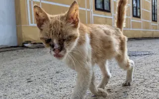 Pomoc pro spolek Kapka pro tlapky