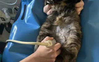 Pomozte nám s kastracemi a léčbou nemocných a zraněných koček