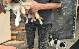 Pomozme pejskům a kočičkám se startem do lepšího života