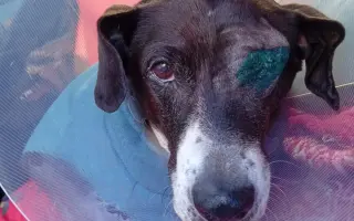 Pomoc opuštěným psím stařečkům