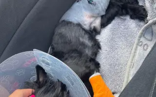 Pro Tobyho na veterinární péči a rehabilitace