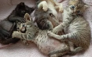 Veterinární péče pro zachráněné maminky s koťátky