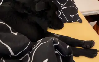 Pomozte nám zachránit Marleyho 🐾