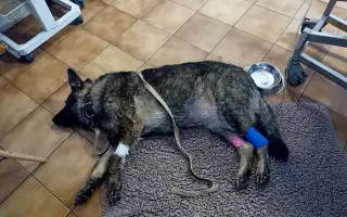 Léčba, která nekončí - Fůrie