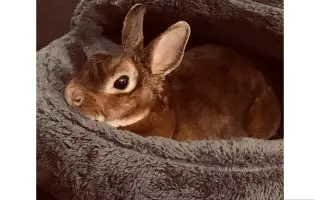 Pomoc pro králíčka, život zachrání operace čelisti