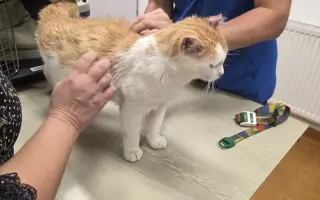 Staňte se nadějí pro kočičky bez domova