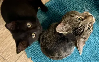 Pomozte❤️ Srdce pro zvířata - naděje pro opuštěné