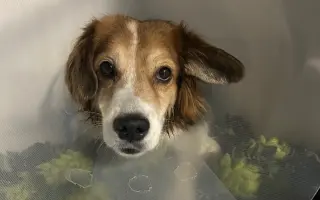 POMOC PRO FOXÍČKA, ASPENA A TAFFY-JACKA