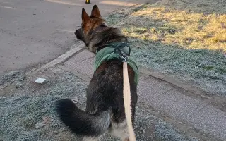 Pomoc Furině v boji s lupusem (SLE)