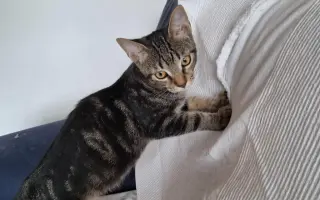 Prosba o příspěvek na nákup krmiva a steliva pro kočičky z Píšánku