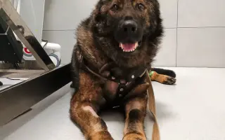 Léčba, která nekončí - Fůrie