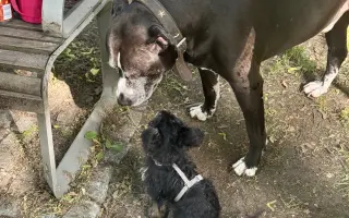 Pomoc pro staffíka Marleyho