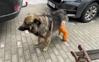 Ať může Rita zase chodit!