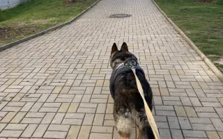 Léčba, která nekončí - Fůrie