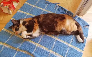 🐾 Pomoc pro moji kočičí rodinu – Boženku a Kubíčka