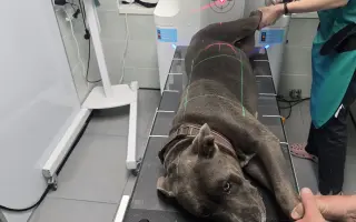 Pomohli jste zachránit Leylu