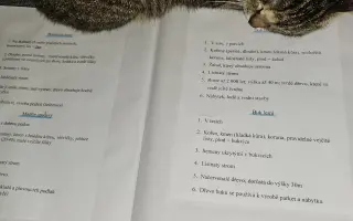 Kočička Eli a její boj s FeLV - pomozme ji k úlevě
