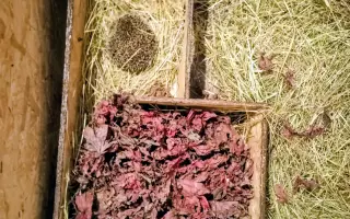 POMOC PRO FOXÍČKA, ASPENA A TAFFY-JACKA