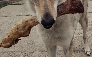 Naděje pro Aishu ❤️