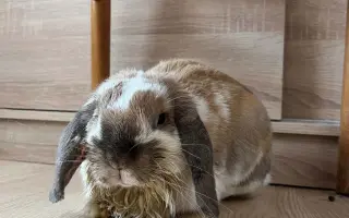Malý králík, velký boj: Pomoc pro Karlíka