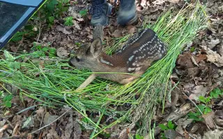 Mláďata na jaře, ostatní zvířata celoročně - ti všichni nás potřebují!