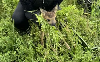 Zachraňme kokořínská srnčata