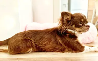 Pomozme Xyrušče znovu běhat 🐾♥️