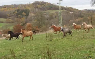 Podpořte koňácký kroužek pro děti a mládež