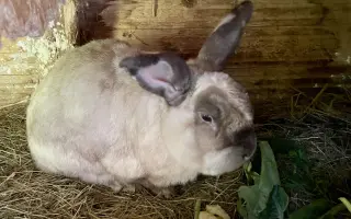 Pomozte❤️ Srdce pro zvířata - naděje pro opuštěné