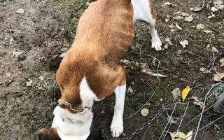 Pomozte zachránit Psí domov spolku Zastavme Utrpení.