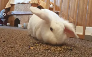 Pomozme králíčkovi Monince k životu bez bolesti