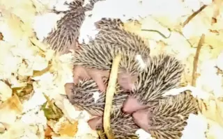 POMOC PRO FOXÍČKA, ASPENA A TAFFY-JACKA