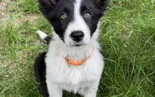 Pipety, obojky, postřiky a další antaparazitika pro psy