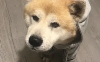 Prosba o pomoc pro našeho milovaného Ririshiiho, který bojuje se zákeřnou nemocí