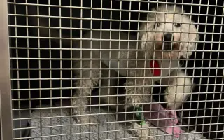 Operace pro Chanelku 💜