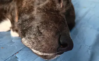 Shellbynka potřebuje operaci