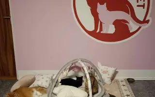 Bude zvířecí útulek Destiny Pet naplno fungovat i v roce 2026?