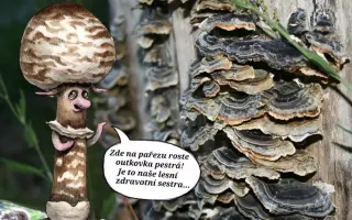 Podpořte KOLODĚJE - houbové hrdiny