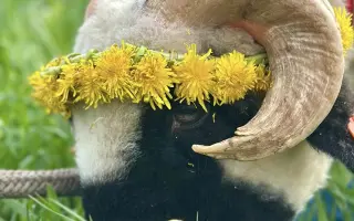 Pomozte beránkovi Knedlíčkovi opět běhat s dětmi.🤍