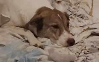 Důstojné stáří pro nemocné a opuštěné psy