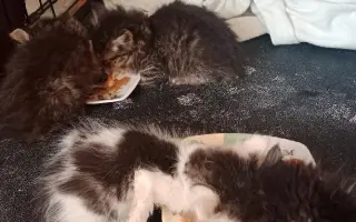 Šance na život pro opuštěné kočičky