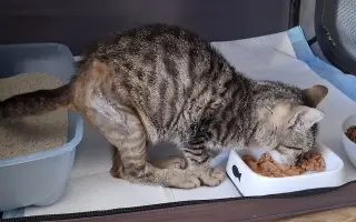 Pomoc pro kočky a koťátka Kočky u Katky