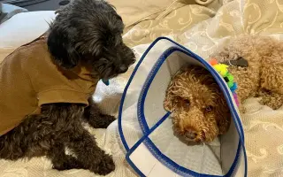 Sbírka na veterinu pro pudlíka Méďu