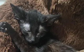 Druhá šance začíná tady: Rekonstrukce karantény pro kočky a skladu